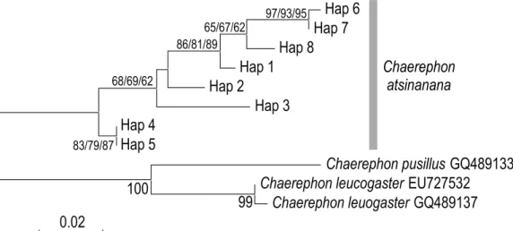 Figure 2. Phylogenetic relationships based on analysis of genetic relationships among haplotypes of  Chaerephon atsinanana based on 301 nt of the mitochondrial control region of Chaerephon 