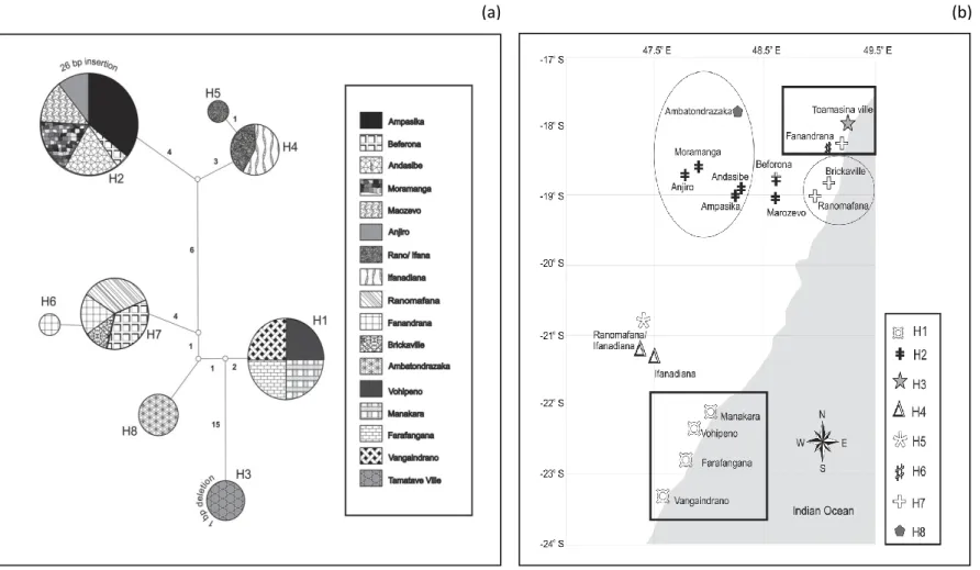 Figure 3. (a) Statistical parsimony haplotype network showing mutational relationships between 107 mitochondrial control region  haplotypes (sequence length 301 nt) of Chaerephon atsinanana from eastern Madagascar