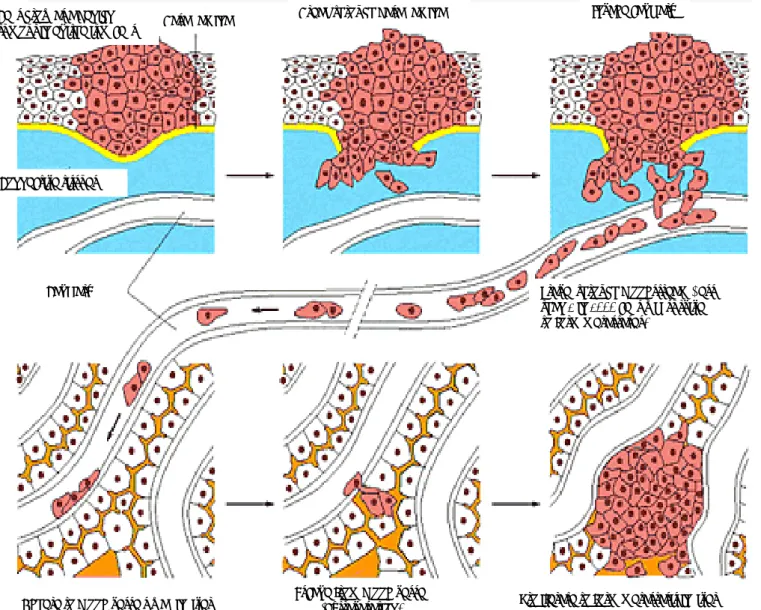 Figure 1.1: Angiogenesis and metastatic stages. 