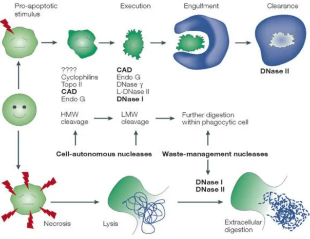 Figure 1.4: Differences between apoptosis and necrosis. 
