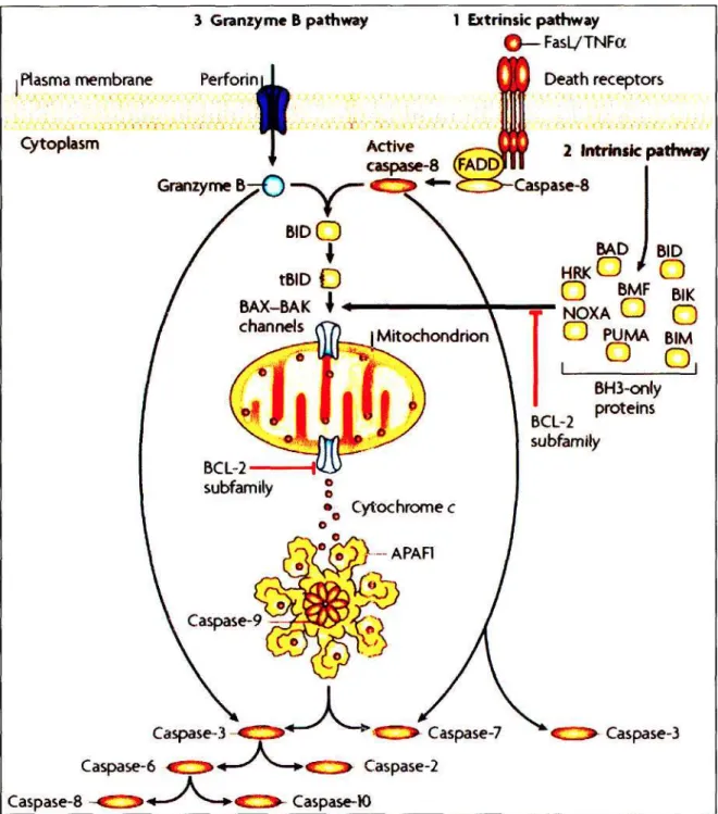 Figure 1.3. Schematic diagram of the intrinsic and extrinsic apoptosis induction pathways [175]