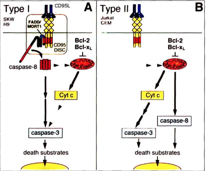 Figure 1.4. Schematic overview of the Fas type I (A) and type II (B) pathways [166]. In type I 