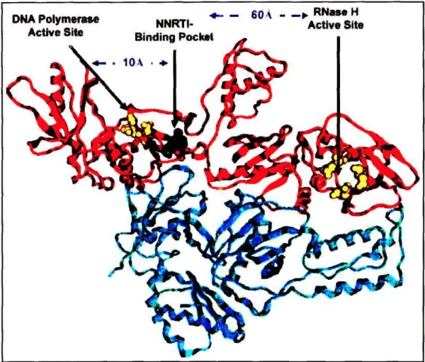Figure 1.7. Ribbon representation of HIV-1 RT in complex with EFV (grey). The p66 and p51 