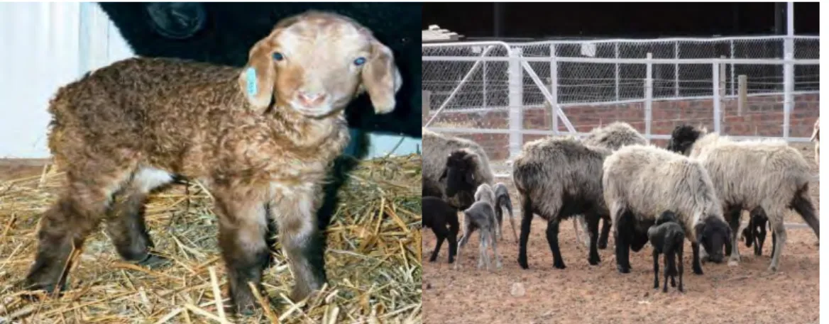 Figure  2.4:  A  young  light  brown  Karakul  lamb  still  having  the  desired  market  pelt  qualities  alongside  the  herd  of  grown  Karakul  sheep  and  lambs  (image  ref: 