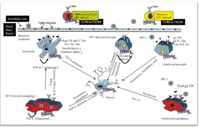 Figure 5: Diagram showing the release of HIV proteins and cytokines by activated microglia and  macrophages during HIV-induced neurotoxicity (Pocernicha et al., 2005)
