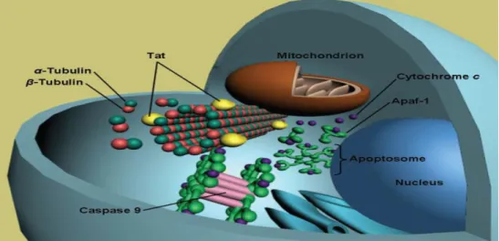 Figure 10: A diagram showing the induction of apoptosis by tat protein altering the microtubule  structure  within  a  cell