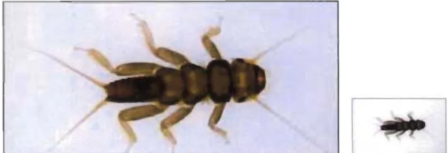 Fig.  3:  Perlidae (from Gerber &amp;  Gabriel, 2000a) 