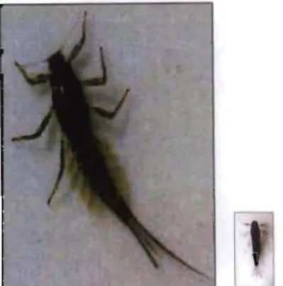 Fig.  2:  Baetidae (from Gerber &amp;  Gabriel, 2000a) 