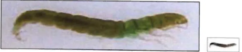 Fig. 5: Psychomyiidae (from Gerber &amp;  Gabriel, 2000a) 
