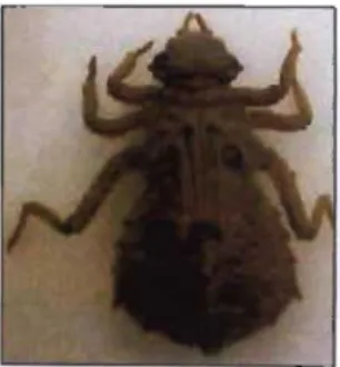 Fig. 4 : Gomphidae (from Gerber &amp;  Gabriel, 2000a) 