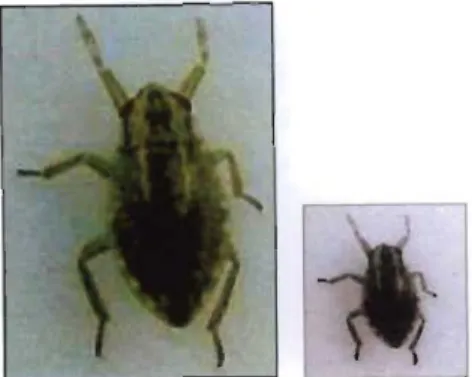 Fig.  6 : Belostomatidae (from Gerber &amp;  Gabriel, 2000a) 