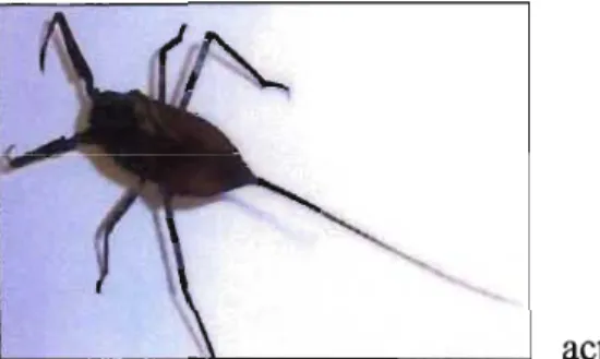 Fig. 8: Elmidae (from Gerber &amp;  Gabriel, 2000a) 
