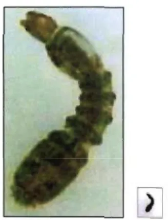 Fig.  10 : Simuliidae (from Gerber &amp;  Gabriel, 2000a) 