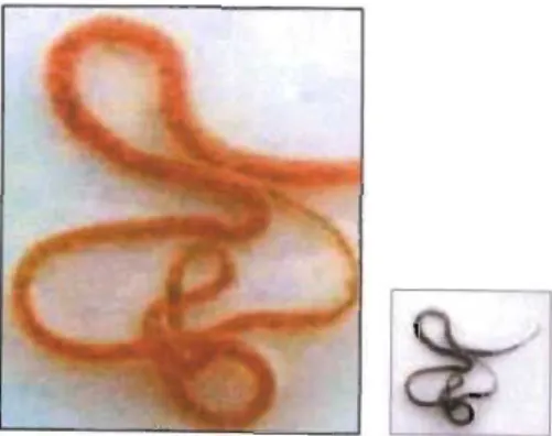 Fig.  11:  Oligochaeta (from Gerber &amp;  Gabriel, 2000a) 