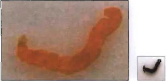 Fig.  9 : Chironomidae (from Gerber &amp; Gabriel, 2000a) 