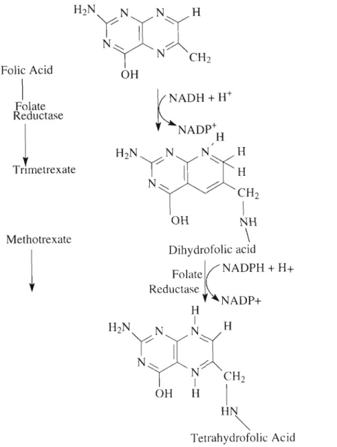 Figure 2.4: Reaction catalysed by dihydrofolate reductase (Rex, et al., 1996).