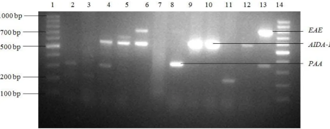 Figure 4. 2: Amplification of adhesin factors genes of ETEC, EAEC and STEC isolates. Lane 1 and 14: 