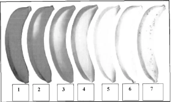 Fig 3.2 Banana colour development during ripening used to score colour change. Where l=green, 2= green with yellow tracks, 3= more green than yellow, 4 = more yellow than green, 5 = yellow with green tips, 6 = all yellow, 7 = yellow flecks with black spots