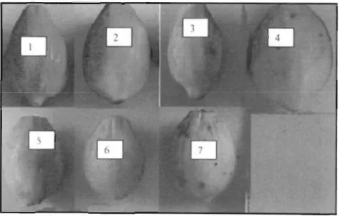 Fig 5.1 Suggested papaya fruit colour development cbart adopted from banana colour development cbart by von Loesecke (1949).