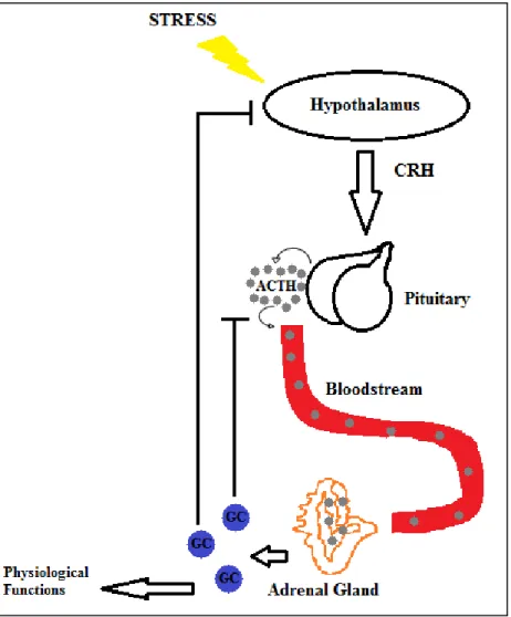 Figure 1.1: Illustration of HPA Axis and negative feedback system of GCs. CRH – Corticotrophin- Corticotrophin-releasing  hormone,  ACTH  –  Adrenocorticotropin  hormone,  GC  –  Glucocorticoid  hormone  (Constructed by author) 