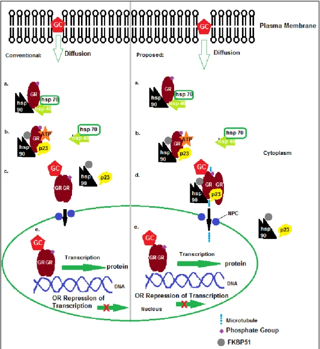 Figure  1.2:  Signalling  pathway  of  glucocorticoid  receptor  (GR)  transcriptional  activity; 