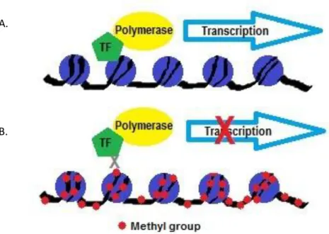 Figure 1.4: DNA methylation of promoter region of gene inhibits transcription. A. Gene undergoing  normal transcription in the absence of methyl groups