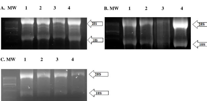 Figure  3.1:  RNA  gel  images  displaying  the  RNA  integrity  of  cell  lines  treated  with  5-aza