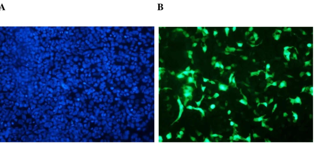 Figure  3.8:  Fluorescent  images  of  HEK  cells  transfected  with  plasmid,  pFUNC1-eYFP,  viewed  at  20x magnification