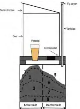 Figure 3-4 Diagram of a UD toilet showing the layers from which the samples  were selected in the active and standing vaults 
