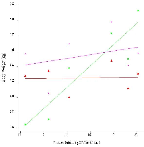 Figure  2.  The body weight  (kg) of  birds in  natural  mating  pens, in  response to  dietary protein  intake (g CP/bird/day) during the production cycle; at 31 ( ), 45 ( ) and 59 ( ) weeks 