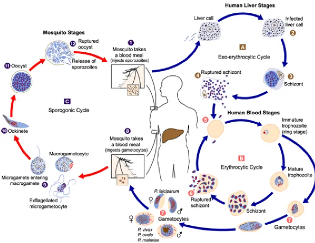 Figure 1.2.  Life  cycle  of  the  human  malaria  parasite.  When  the  Anopheles  female  mosquito bites a human, sporozoites enter the bloodstream (1) and invade the liver where they  mature into schizonts, replicate asexually, (Exo-erythrocytic cycle -