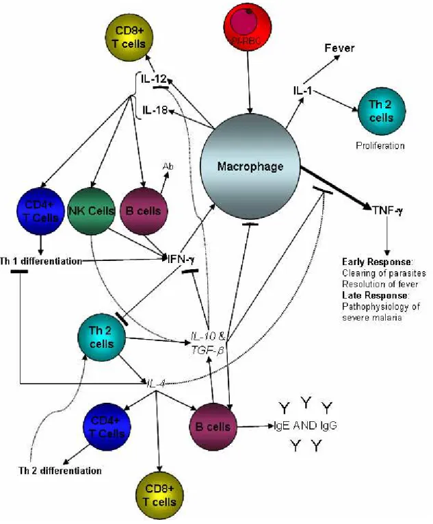 Figure 1.5.  The  immune  response  of  macrophages  during  malaria  infection.  P. 