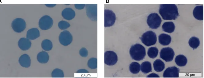 Figure 2.1.  Adherence  of  J774A.1  cells  and  PMA-treated  U937  cells  to  glass  coverslips