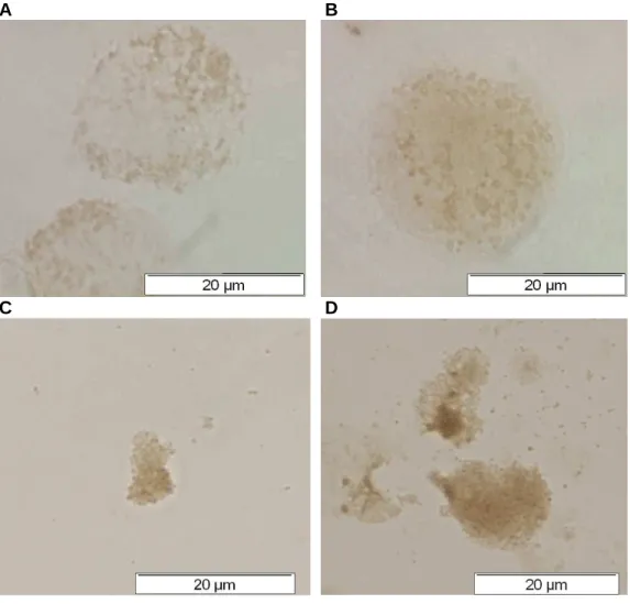 Figure 2.2.  Peroxidase  activity  in  J774A.1  cells  and  peripheral  blood  mononuclear  cells  (PBMC)