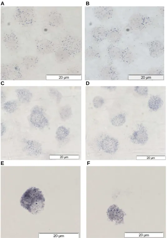 Figure 2.3.  Alkaline  phosphatase  activity  in  J774A.1  cells,  U937  cells  and  peripheral  blood  mononuclear  cells  (PBMC)