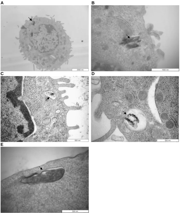 Figure 2.10.  Transmission  electron  micrographs  (TEM)  of  J774A.1  cells  after  phagocytosis of  ββββ -haematin