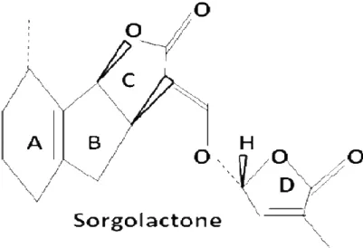 Figure  3.16:  Typical  chemical  structure  of  flavonoid,  Quercetin  (Prasain  et  al