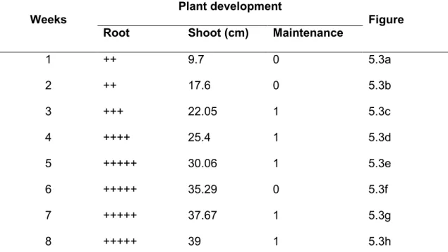 Table  4.4:  Average  maize  development  in  HAM-P  culture  systems,  with  tip  cap  removed  and  developed  onto  non-supplemented  MSR-S-V  medium,  observed  weekly and incubated in phytotron 