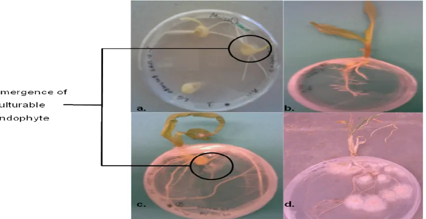 Figure 4.2: Maize development in HAM-P system, observed over a period of four weeks: a