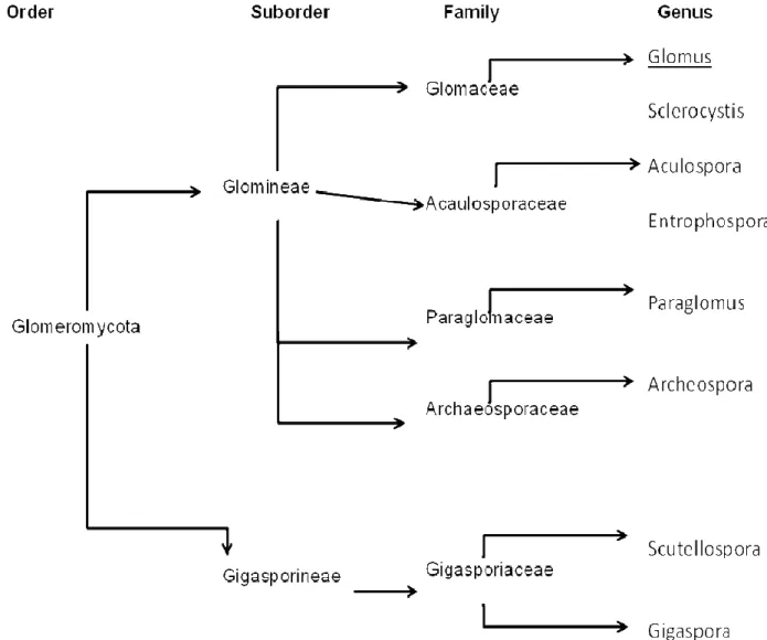 Figure 1.1: Classification of AMF, from order to genus level. Several hundred species  are present for each genus