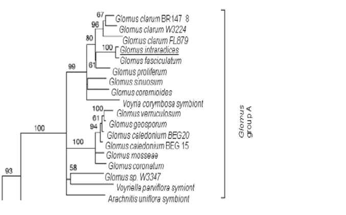 Figure  1.2:  Subsection  of  complete  18s  rDNA  phylogenetic  tree  from  Glomus  sps of AMF known families subset myco-heterotroph symbionts, underlined was  the species of study in this dissertation (adapted from Bidartondo et al