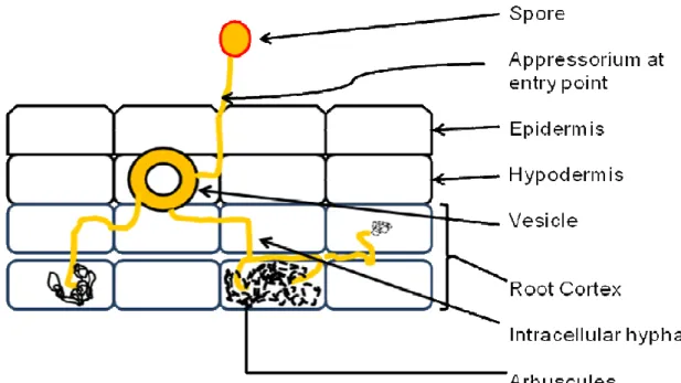 Figure 1.3 : Schematic representation of AMF infection within root cortex of host  plant, which leads to a symbiotic relationship (adapted from Dhami, 2005) 