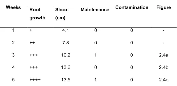 Table 2.7: Average plant development of HAM-P culture systems in large  Petri plates, with 1x concentration medium, observed weekly and incubated  in a phytotron 