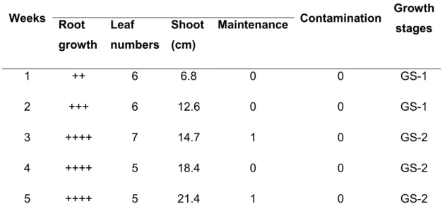 Table  2.8:  Average  plant  development  of  HAM-P  culture  systems  in  large  Petriplates, with 2x concentration medium, observed weekly and incubated in a  phytotron 