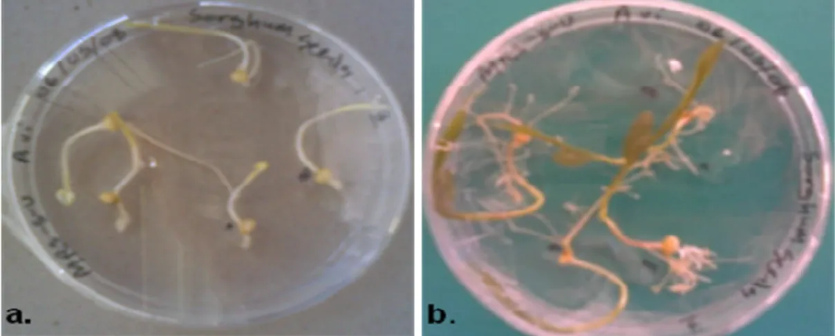 Figure 2.2: Surface sterilized germinated sorghum seeds in MSR-S-V plates: 