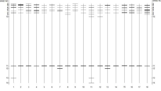 FIGURE 4.2  Quantity  One  diagram  of  DGGE  gel  (Plate  4.2)  of  Baynesfield  soil  fungal  18S rDNA banding patterns produced with primer pair FR1GC/NS1