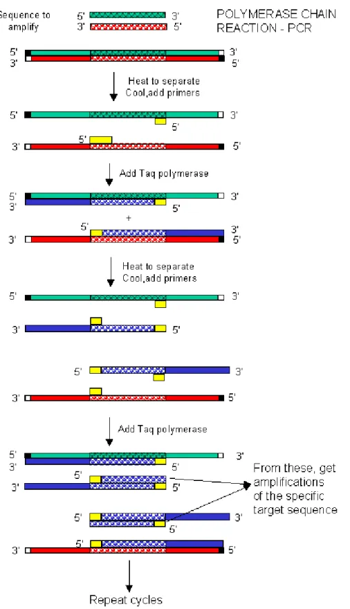 FIGURE 2.1  Schematic diagram of the PCR reaction  (http://people.uwec.edu/piercech/tox/Techniques.htm)