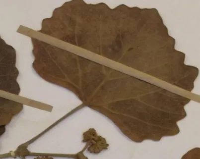 Figure 8: A leaf with toothed margins on its leaflets. In this figure though, the toothed margins  are extensively deep in the leaflets of R