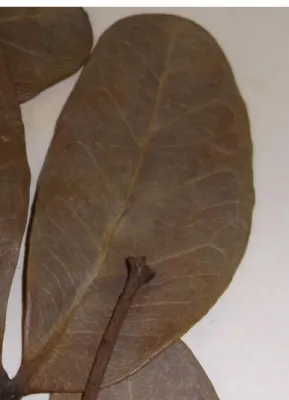 Figure 9: A leaflet with looping veins which belongs to R. digitata subsp. digitata (with trifoliate  leaves) (x 1.88)