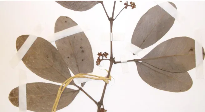 Figure 11: The leaves with the leaflets that are oblong in shape. These leaflets belong to R